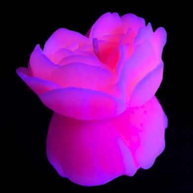 Свічка троянда люмінесцентна GlowKink 62 г, низькотемпературна, L, для БДСМ, персикова